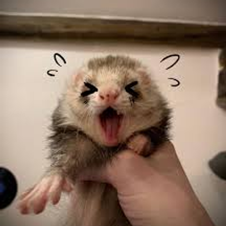 Ferret army!